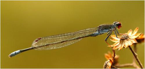 Réf. 197 653 : Pseudagrion hamoni