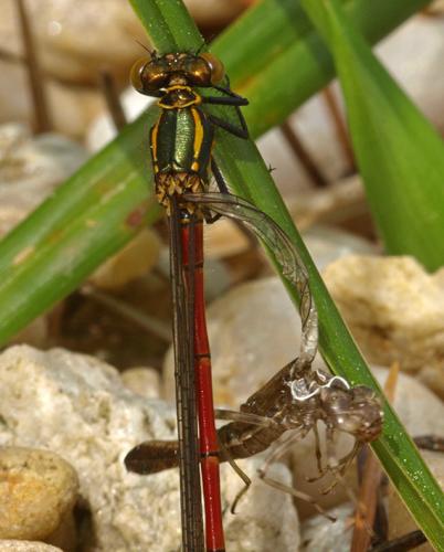 Pyrrhosoma nymphula