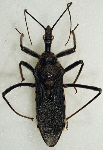 Sphedanolestes sp.