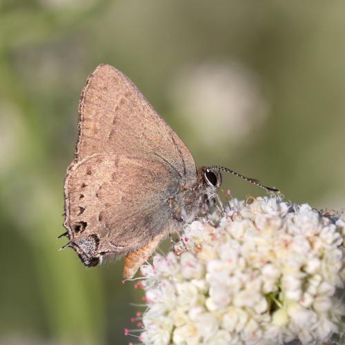 Satyrium saepium