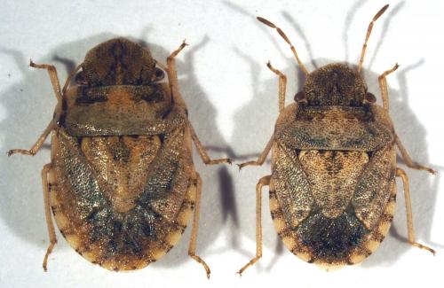 Réf. 197 957 : Sciocoris conspurcatus majusculus