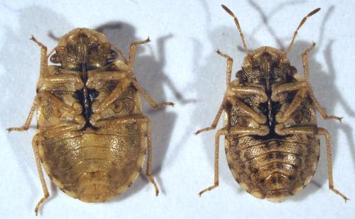 Réf. 197 958 : Sciocoris conspurcatus majusculus