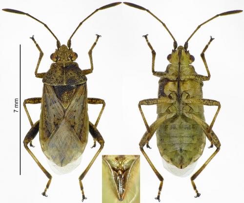Réf. 197 463 : Stictopleurus punctatonervosus
