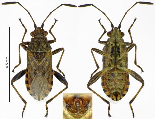 Réf. 197 462 : Stictopleurus punctatonervosus