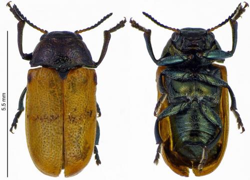 Réf. 197 384 : Labidostomis longimana