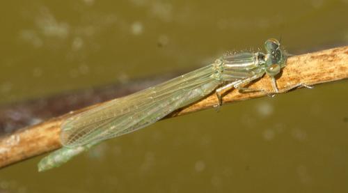 Enallagma cyathigerum