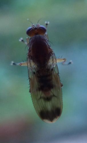 Suillia variegata