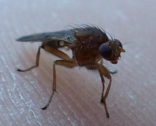 Suillia variegata