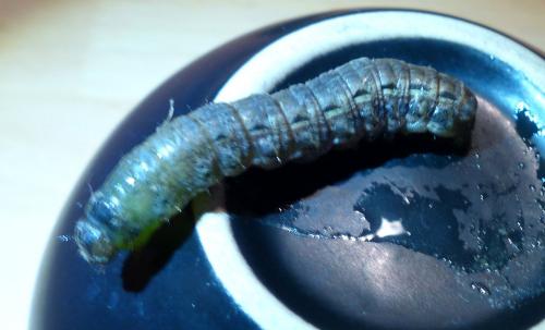Noctua pronuba