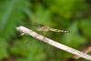 197552 – Photo : D. Martinez – Philippines