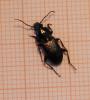 Pterostichus nigrita
