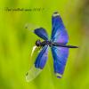 Rhyothemis fuliginosa