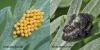 Harmonia axyridis