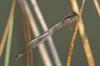 Ischnura elegans