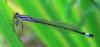 Ischnura elegans