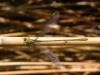 Chalcolestes viridis