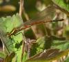 Pyrrhosoma nymphula
