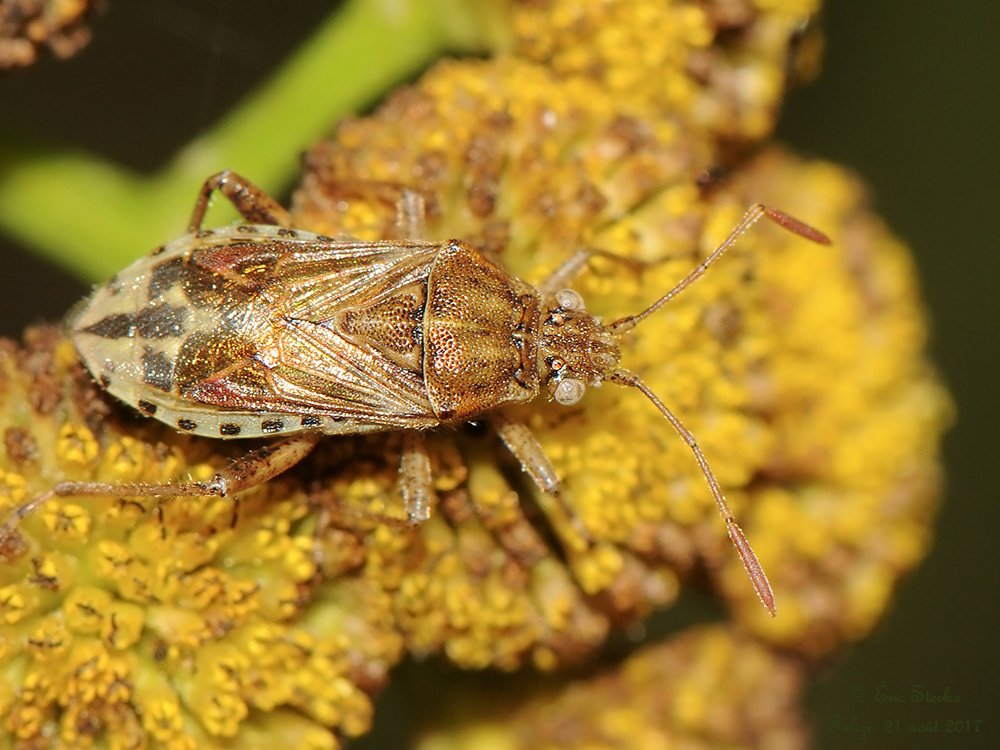 Eric Steckx - Stictopleurus abutilon - réf. 197518 (1000 x 750 pixels, 127 ko)