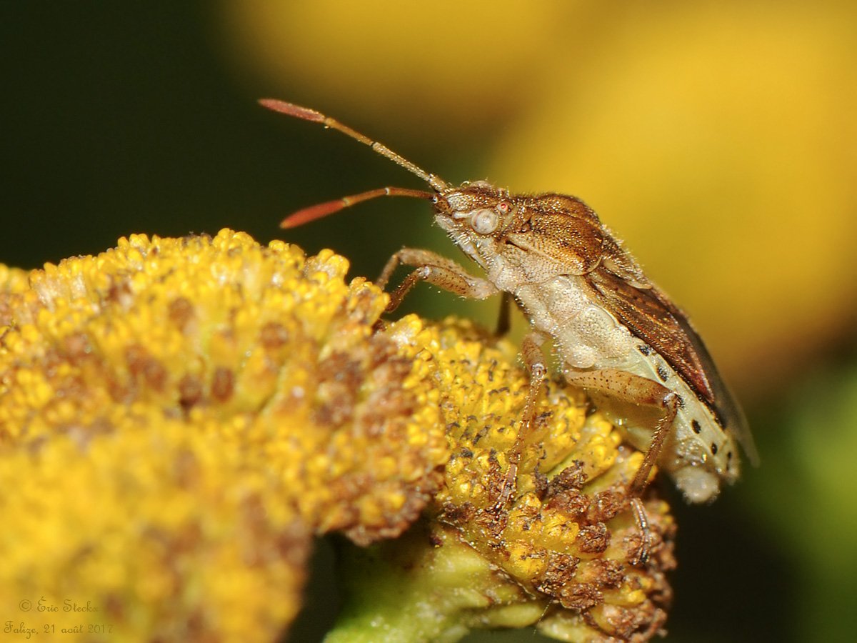 Eric Steckx - Stictopleurus abutilon - réf. 197519 (1200 x 900 pixels, 145 ko)