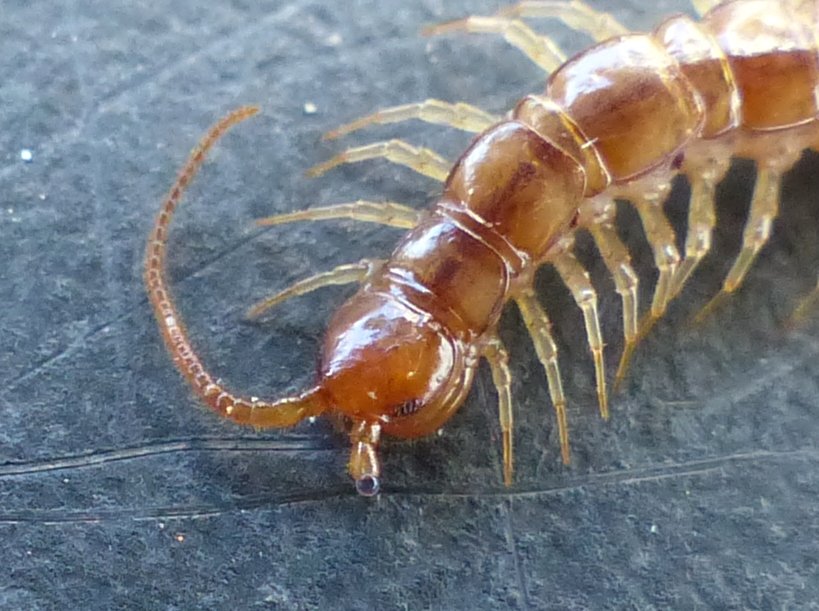 Réf. 197523 — CHILOPODA > Lithobiomorpha > Lithobiidae > Lithobius