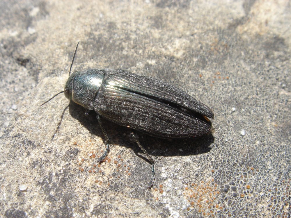 BourrinOman - Buprestis (Buprestis) haemorrhoidalis - réf. 197400 (1000 x 750 pixels, 210 ko)