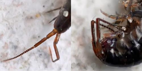 Arcitalitrus dorrieni