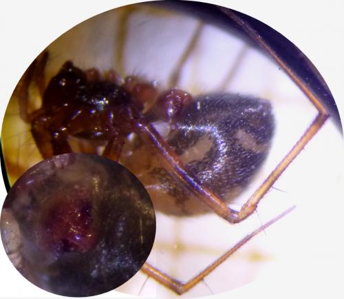 Réf. 198 520 : Lepthyphantes leprosus