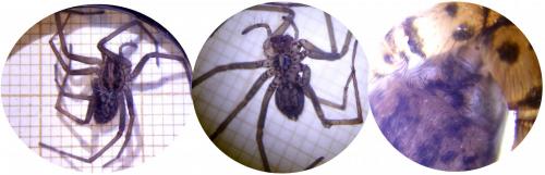 Eratigena atrica