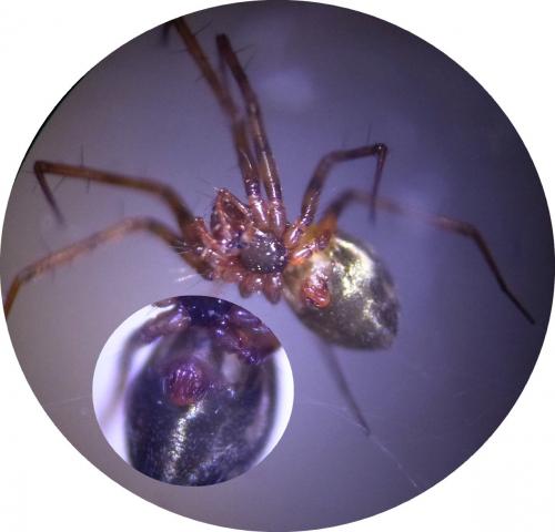 Réf. 198 491 : Lepthyphantes leprosus