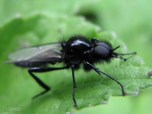 Bibio anglicus