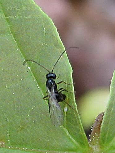 Réf. 198 036 : Alysiinae inconnu