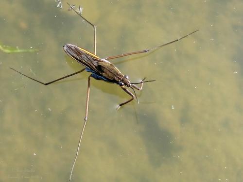 Gerris lacustris