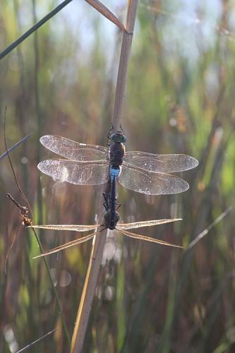 Réf. 198 715 : Anax parthenope