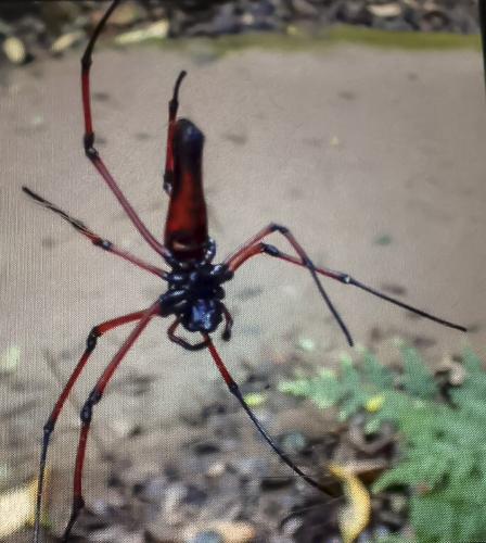 Nephila kuhlii