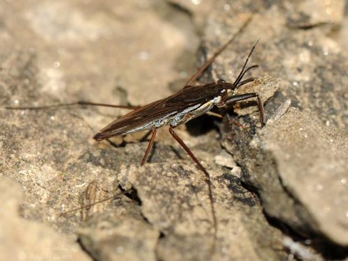 Réf. 198 187 : Gerris gibbifer