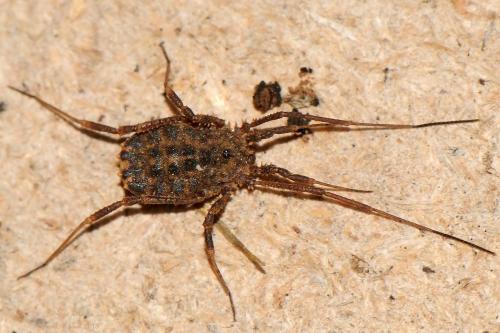 Réf. 198 853 : Homalenotus quadridentatus