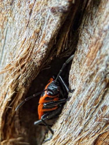 Pyrrhocoris apterus