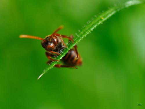 Nomada sp.