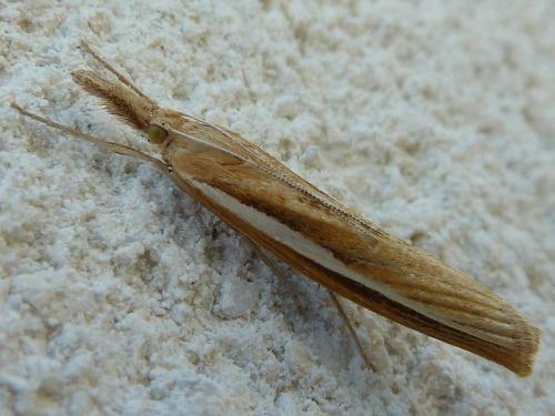 Réf. 198 517 : Agriphila tristella