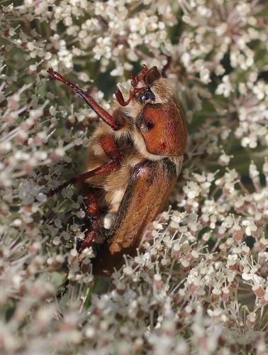 Réf. 198 701 : Anoxia matutinalis