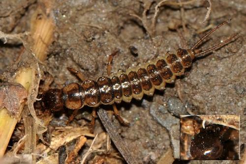 Nebriinae