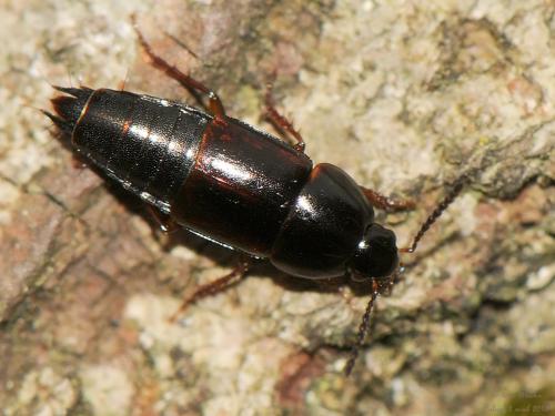 Réf. 198 455 : Tachinus rufipes