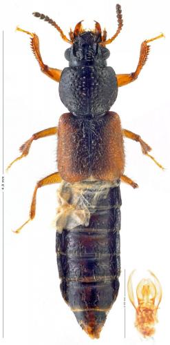 Réf. 198 349 : Bledius sp.