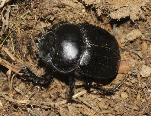 Scarabaeus typhon