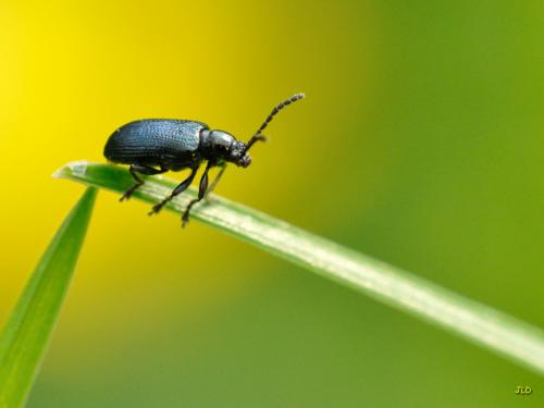 Oulema sp.