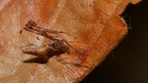 Rhomphaea nasica