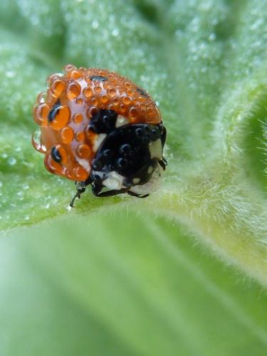 Coccinella septempunctata