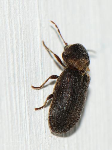 Hadrobregmus denticollis