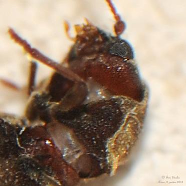 Hadrobregmus denticollis