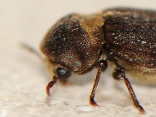 Hadrobregmus denticollis